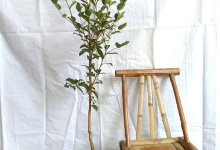 油茶大杯苗,当年挂果Q当q投? />
</div>
<div id=